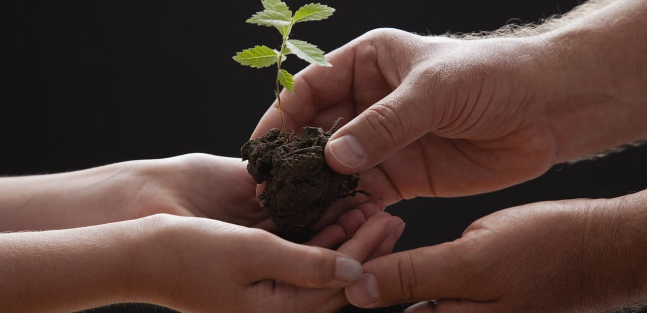 Pair of hands holding a tree sapling