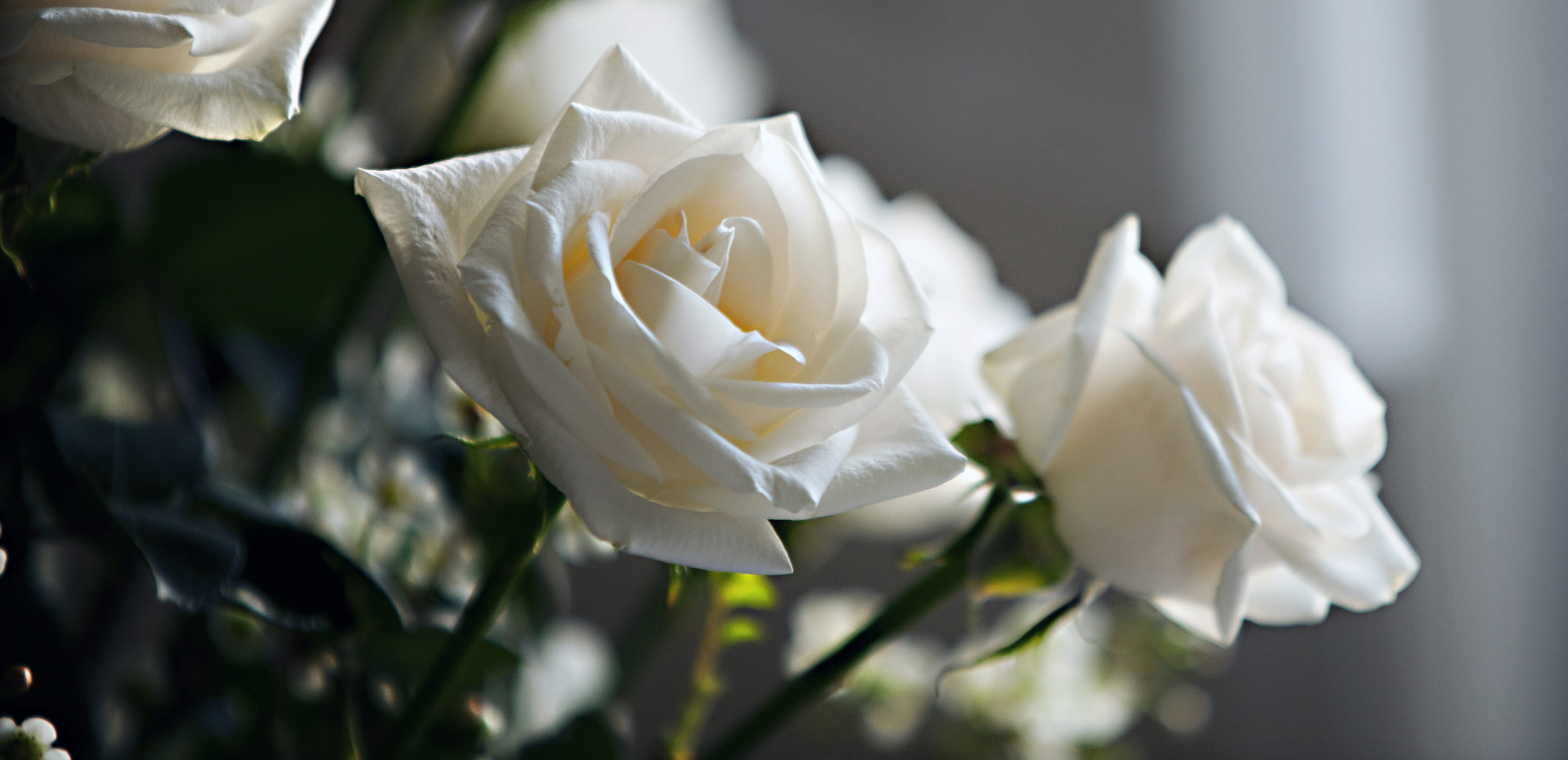 A close-up of a bouquet of white roses, set against a softly blurred background.