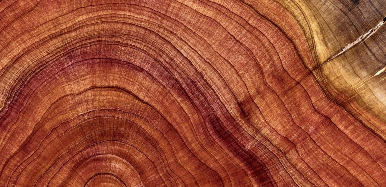 A close-up studio shooting shows details and lots of wood grain on the wood table.